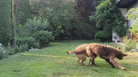 Chesapeake Bay Retriever Playing