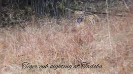 Tiger cub sighting at Tadoba