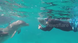 Friendly dolphin plays fetch with diver off Caribbean island