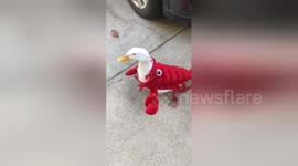 Happy duck goes for wander in cute lobster costume