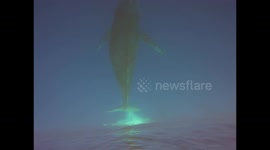 Breathtaking underwater footage shows majestic humpback whales off Hawaii