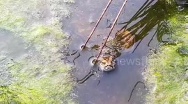 Hluhluwe Safari with Tim Brown Tours - Snake on Bush walk
