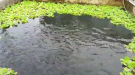 Families in Indonesia keep catfish pools to make money