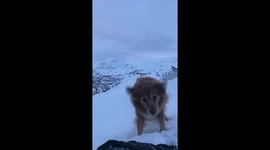 Woman walking dogs tumbles down snowy Norwegian hill