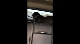 Canine goes crazy over car windshield wiper