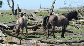 Wild horses in the Netherlands