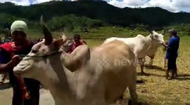 Amazing, Cow Racing in SawahLunto, West Sumatra. Indonesia