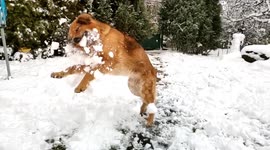 Dog gets a mouthful of snowball in funny slow-mo video