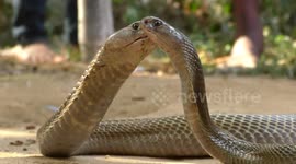 Love-struck cobras continue to court even after capture