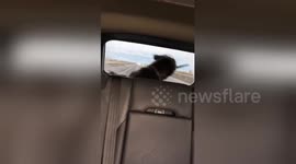 Canine goes crazy over car windshield wiper