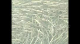 Rare phenomenon of incredibly dense shoal of wild fish in Chinese river