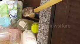 Kitchen nightmare! Rescuers battle with 17ft long king cobra caught under sink