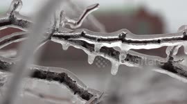 Freezing rain causes ice to encase trees, roads and powerlines in Ontario