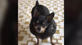 Obese chihuahua sheds half its body weight after not being able to move