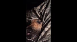 German Shepherd dog pokes his head into owner's lap looking for treats