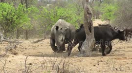 Huge rhino effortlessly steals shady spot from group of buffalo during heatwave