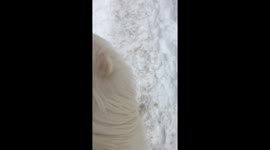 Funny video of flying dog!