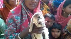 Villagers take selfies and pray with this one-eyed goat in north India