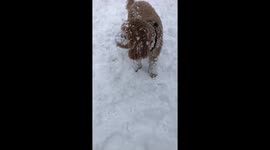 Cute dog snow faceplant - can’t stop laughing!