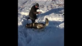 Man walking husky in very deep UK snow and falls