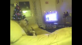 Poodle and cat playing together