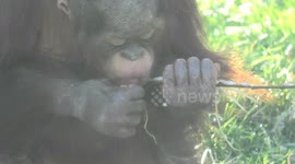 Nature's ice cream? Orangutan baby loves snacking on icy twigs