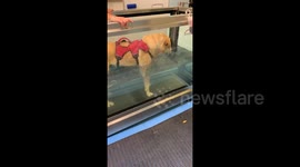 Sink or swim for ex-guide dog failing at underwater treadmill