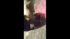 4 day old puppy dreaming barks for the first time