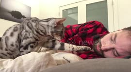 This impatient Bengal kitten is a living alarm clock