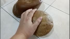 Fossil Wood Stone