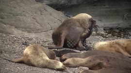Male sea lion launches vicious attack on sleeping baby pup