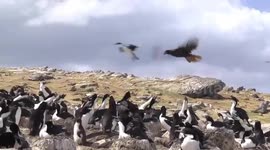 Caracara hawk attempts to steal a baby penguin from a waddle of penguins