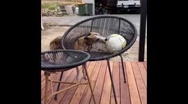 Whippet gets wound up when he can't quite reach his favourite ball