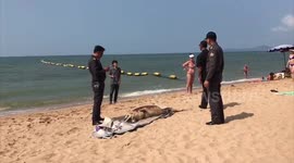 Tourists horrified by mystery white sea creature washed up on Thai beach