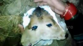 Bizarre scene as calf born with two heads and four eyes born in north India