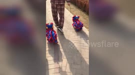 Man in China walks two Frenchies dressed in lion dance costumes