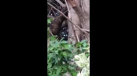 Cardinal woodpecker looking for food