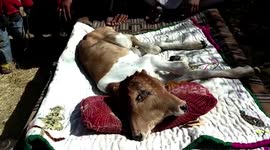 Mutant calf with two mouths, four eyes, born in Rajasthan