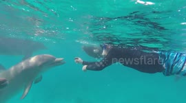 Friendly dolphin plays fetch with diver off Caribbean island