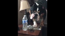 Bulldog jumps on owner!