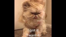 Ariana Grande Cat