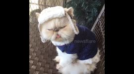 Winter Cat