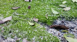 Moss Growing After Days of Rain