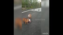 Bulldog prince pushing the  skatebord