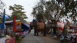 Chaos as festival elephant picks up teenage girl and goes on rampage