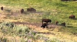Too close to wild bison