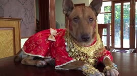 Doggy dressed in red and gold silk for Chinese New Year