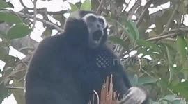 Gibbons sing from tree tops in Cambodian jungle