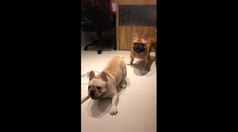 French bulldogs have hilarious movements like performing lion and dragon dance