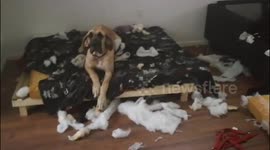 The sofa just blew Up. I did not eat it